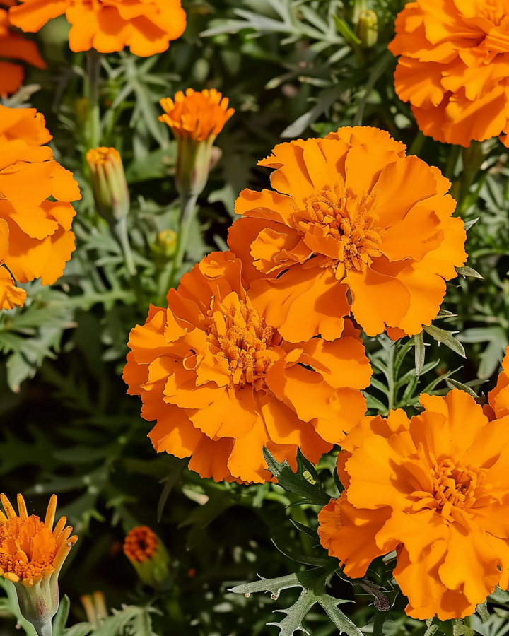 French Marigold Seeds Tagetes Patula Nana Tangerine Variety