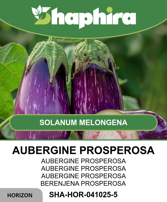 Aubergine Seeds Solanum Melongena L. Prosperosa Variety