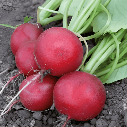 Saxa Radish Seeds Raphanus Sativus Mild Taste Vegetable Seeds
