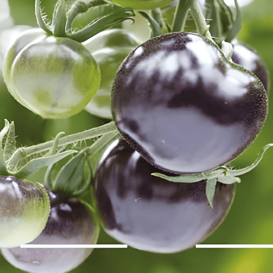 Black Tomato Seeds Indigo Rose Solanum Lycopersicum Annual Variety