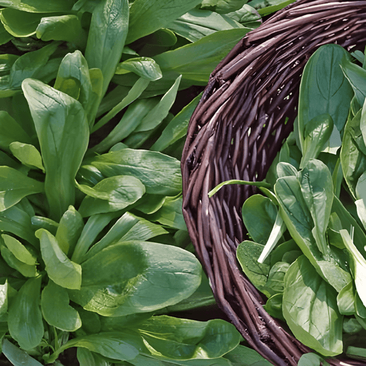 Corn Salad Seeds Valerianella Locusta Large North Holland Variety