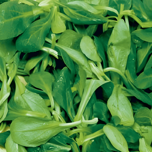 Corn Salad Volhart 2 Seeds Valerianella Locusta Vegetables