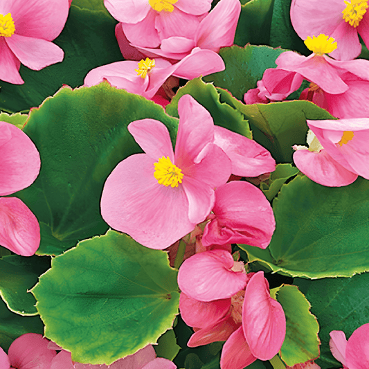Begonia Pink Comet Seeds Begonia Semperflorens F1 Flowers