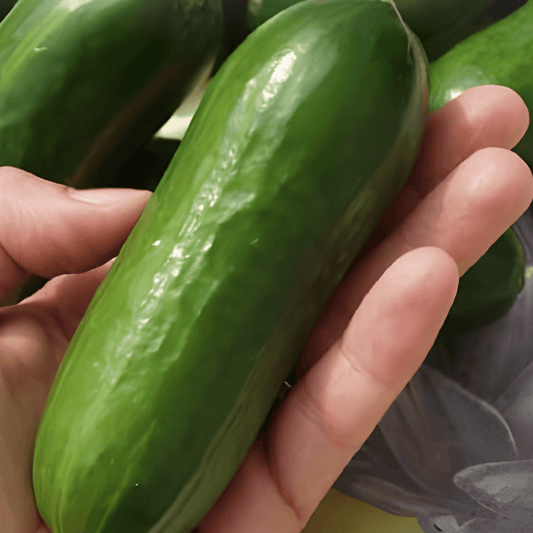 Snack Cucumber Seeds Iznik F1 Cucumis Sativus Early High Yield