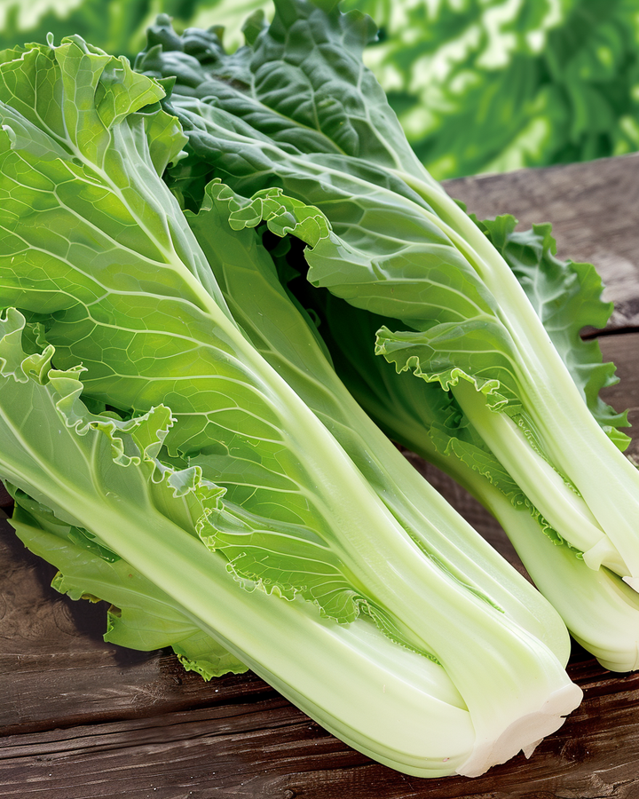 Chinese Kale Seeds Brassica Rapa Subsp. Pekinensis Late Summer Harvest