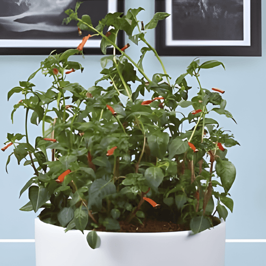 Lucifer Plant Seeds Cuphea Ignea Mexican Cigar Flower Seeds