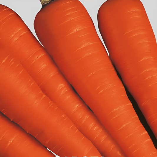 Carrot Chantenay Seeds Daucus Carota L. Fresh Orange Variety