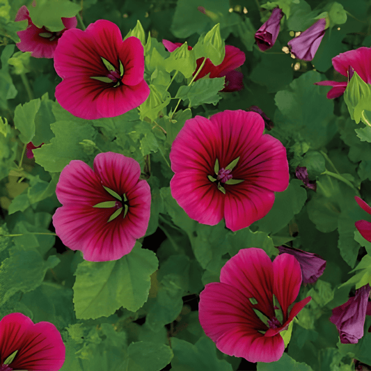 Trechtermalva Purple Queen Malope Trifida Flower Seeds