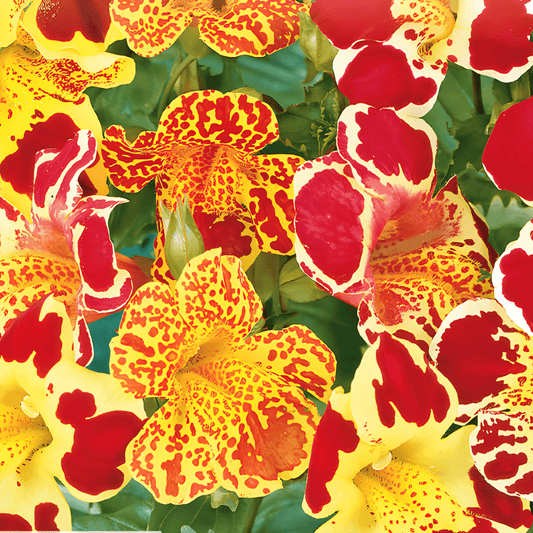 Monkeyflower Seeds Mimulus Hybrida Queen's Prize Annual Flowers