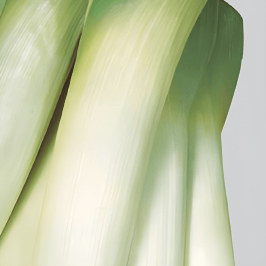 Winter Leek Seeds Allium Porrum L Long Cold Resistant Variety