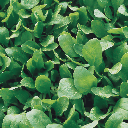 Spinach Seeds Broadleaf Sharpseed Spinacia Oleracea Fast Growing Variety