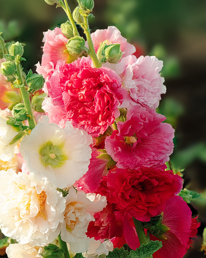 Hollyhock Seeds Alcea Rosea Double-flowered Chater’s Mixed Variety