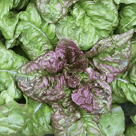 Cut-and-come-again Lettuce Seeds Lactuca Sativa American Red Edge