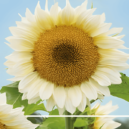 White Sunflower Seeds Helianthus Annuus Creamy Petal Variety