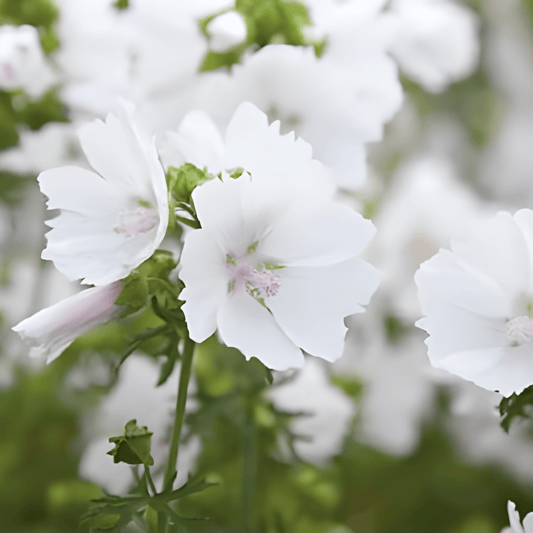 Musk Mallow Alba Malva Moschata White Flower Seeds