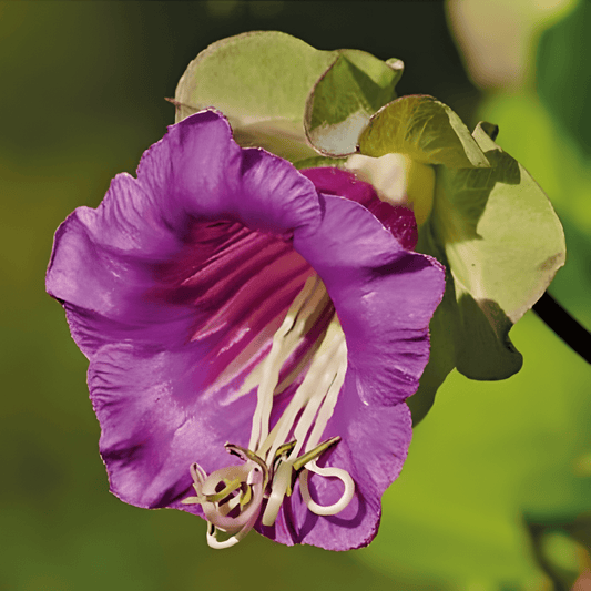 Cobaea Vine Seeds Cobaea Scandens Violet Blue Flowers