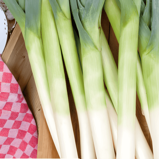 Blue-Green Autumn Leek Seeds Allium Porrum Vegetable Variety