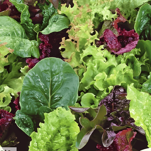 Salad Mix Seeds Lactuca Sativa Tender Fast-Growing Lettuce Variety