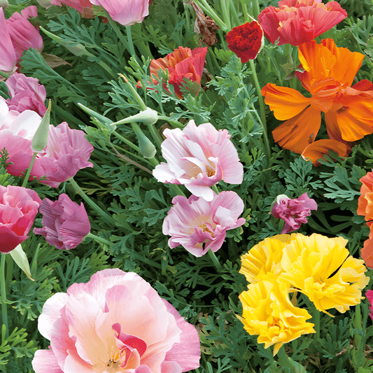 California Poppy Seeds Eschscholtzia Californica Double-flowered Mixed