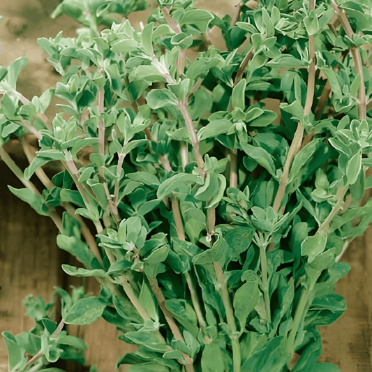 Marjoram Seeds Majorana Hortensis Culinary Herb Seeds