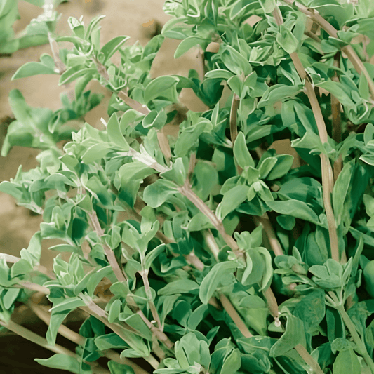 Marjoram Seeds Majorana Hortensis Mediterranean Herb Seeds