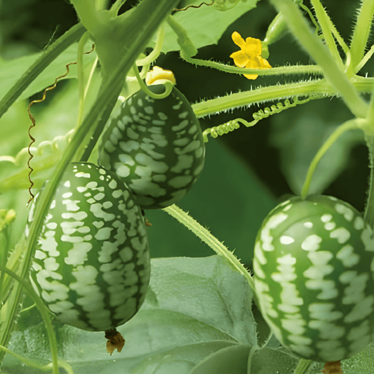 Mouse Melon Seeds Melothria Scabra Fresh Cucumber Flavor Fruits