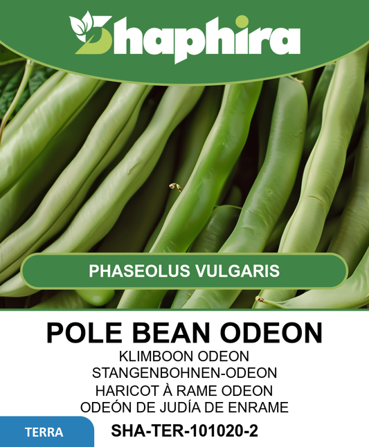 Pole Beans Odeon Seeds Phaseolus Vulgaris Vigorous High Yield