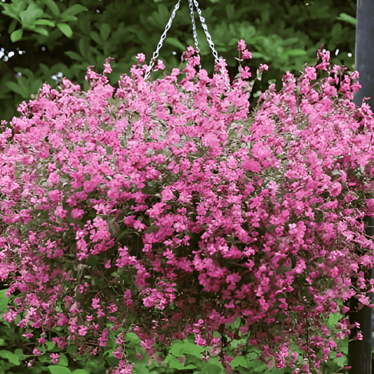 Hanging Silene Seeds Silene Pendula Carmine Semi Double Flowers