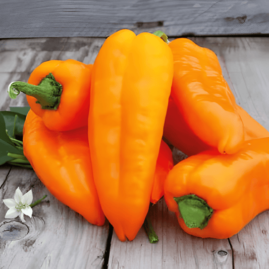 Pointed Pepper Seeds Capsicum Annuum Timia Orange Sweet Fruits