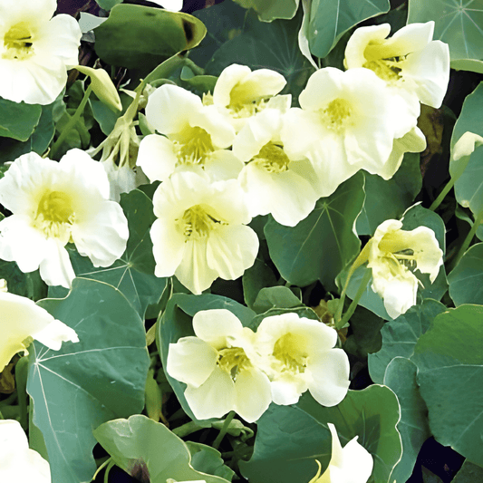 Indian Cress Milkmaid Seeds Tropaeolum Majus White Flowers