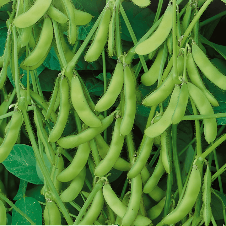 Edamame Soybean Seeds Green Shell Glycine Max Early Variety