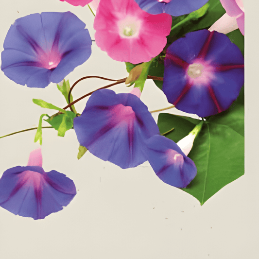 Organic Climbing Bindweed Ipomoea Purpurea Flower Seeds Mixed