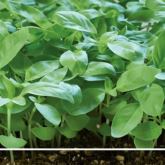 Lemon Basil Microgreens Seeds Ocimum Basilicum Var Citriodorum