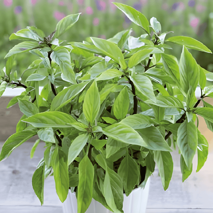 Siam Queen Basil Seeds Ocimum Basilicum Thai Herb Variety