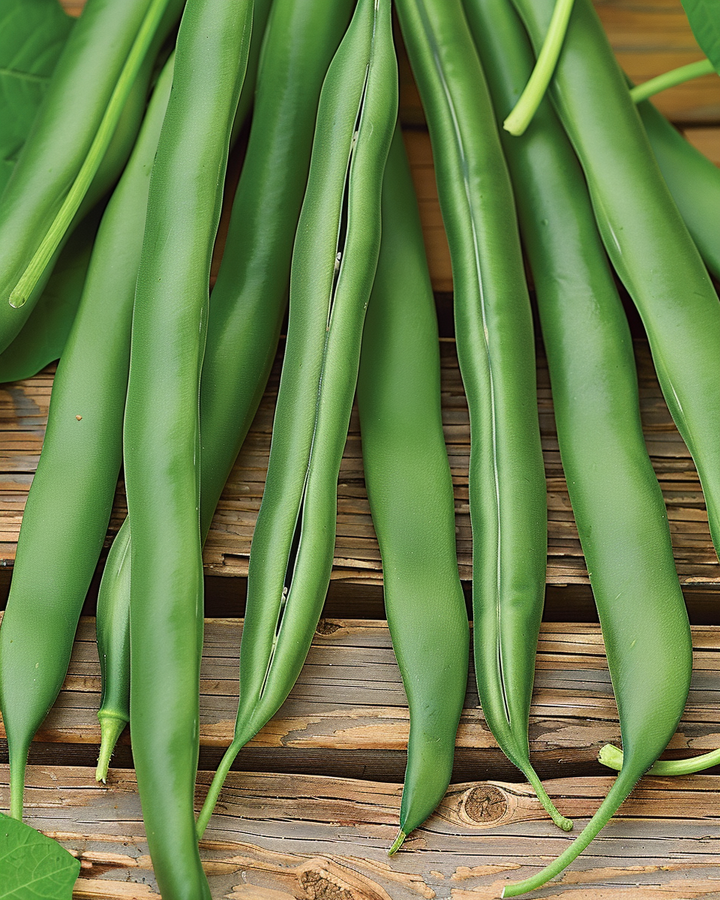 Runner Beans Paloma Seeds Phaseolus Vulgaris Vegetable Variety 100g