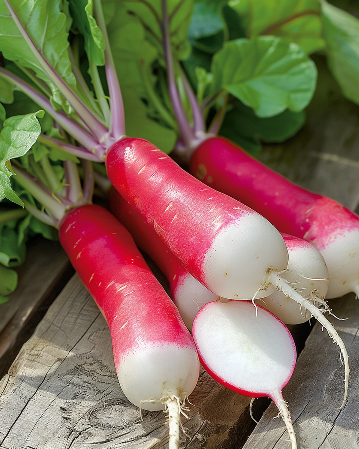 Radish French Breakfast 3 Seeds Raphanus Sativus Long Bicolor Roots
