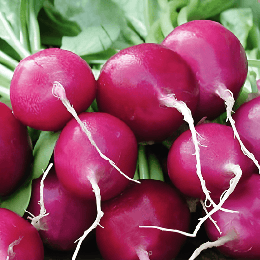 Radish Viola Seeds Raphanus Sativus Mid Early Vegetable Variety