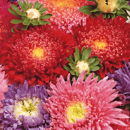 Summer Aster Princess Callistephus Chinensis Seeds Mixed Colors