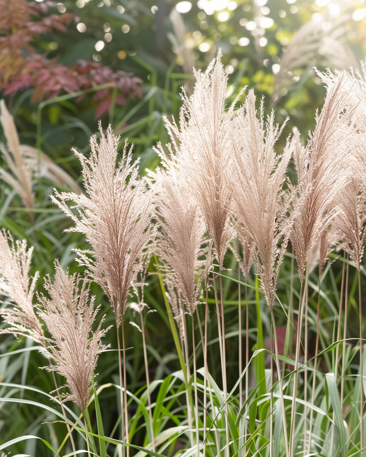 Chinese Silver Grass Seeds Miscanthus Sinensis Ornamental Perennial