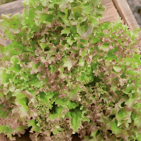 Curly Lettuce Seeds Lollo Rossa Lactuca Sativa Vegetable Variety