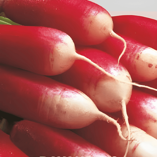 Radish Seeds Flamboyant 3 Raphanus Sativus Long Tapered Roots