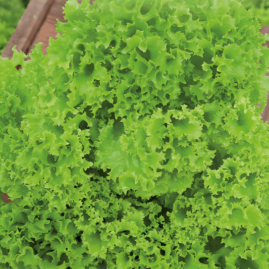 Curly Lettuce Seeds Lollo Bionda Lactuca Sativa Vegetable