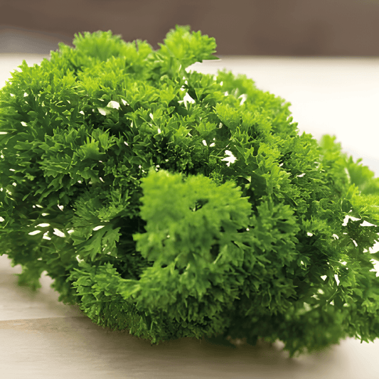Curled Parsley Seeds Petroselinum Crispum Bravour Variety