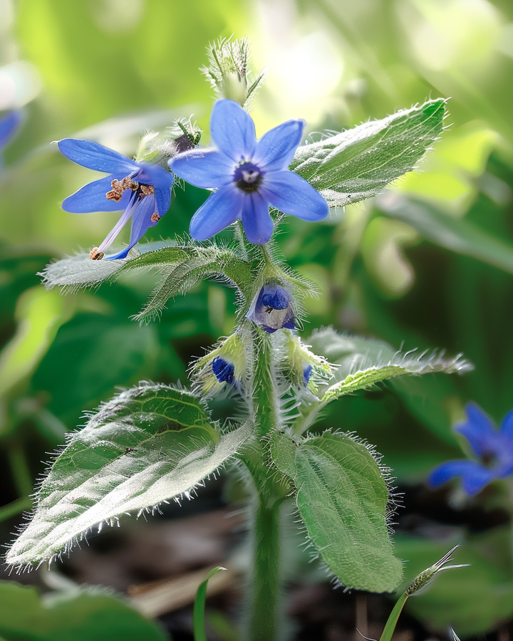 Borage Seeds Borago Officinalis Blue Flowering Annual Herb