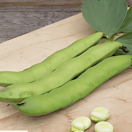 Broad Bean Seeds Vicia Faba White Sprout Variety 250g