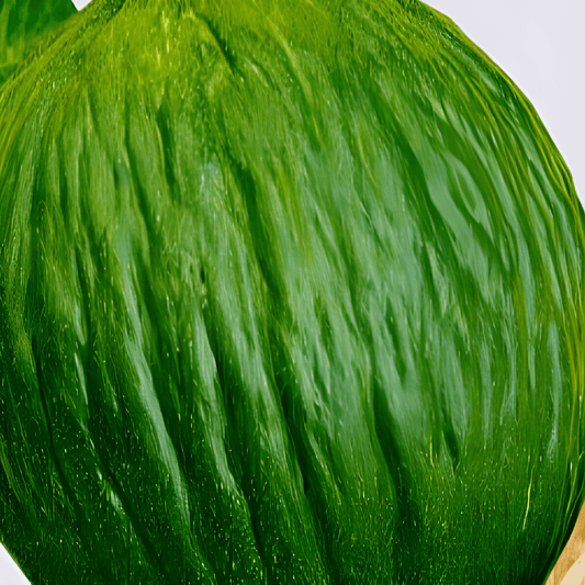 Tendral Valenciano Melon Seeds Cucumis Melo L Oval Sweet Fruit