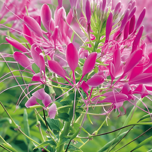 Cleome Seeds Cleome Hassleriana Rose Queen Annual Flower Seeds