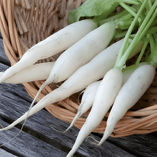 Radish Ice Cone Raphanus Sativus White Spicy Seeds