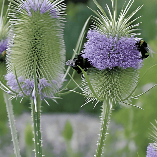 Dipsacus Seeds Dipsacus Sativus Biennial Nectar Flower Seeds