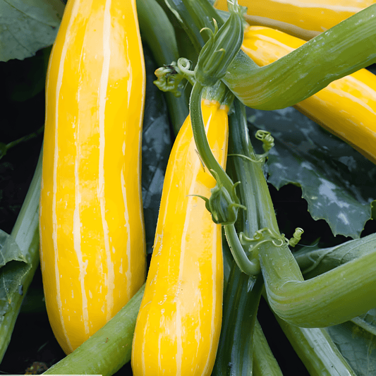 Yellow Courgette Seeds Sunstripe F1 Cucurbita Pepo Variety